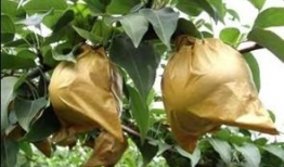 苹果怎么套袋视频